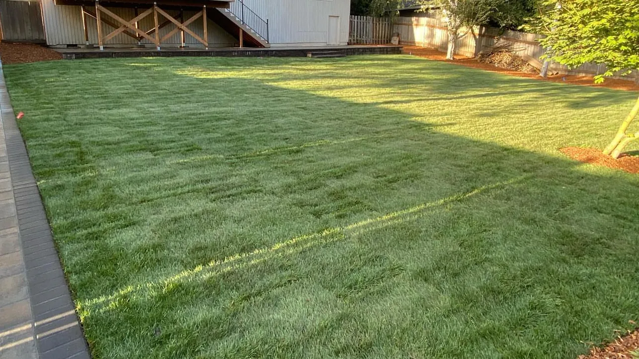 Sod installation: a new lawn beside a paver walkway in a fenced backyard