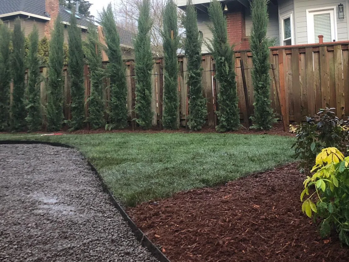 Landscape installation: a row of new columnar evergreens along a cedar fence with fresh bark, a gravel path and a lawn