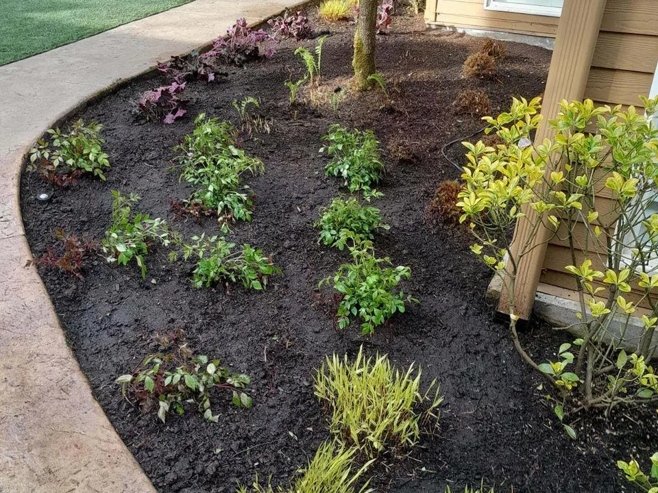Landscape installation: a new planting bed of perennials and shrubs in fresh soil along a curved walkway