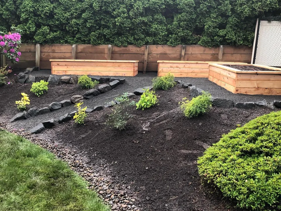 Landscape installation: new cedar planter boxes, young shrubs and perennials in fresh beds with rock borders beside a lawn and an evergreen hedge