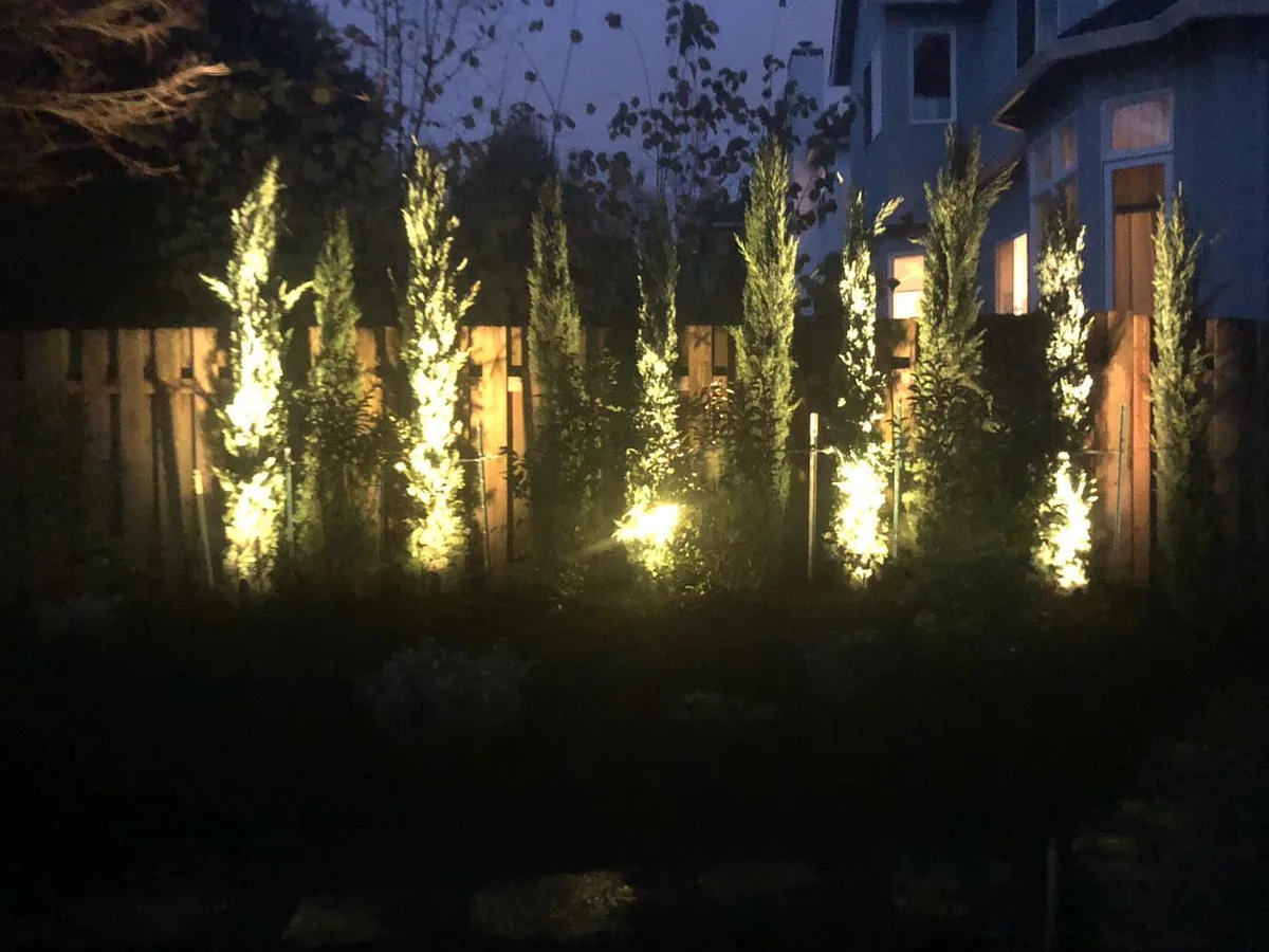 Landscape lighting: uplights on a row of columnar trees along a fence at dusk