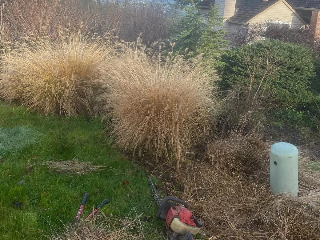 Landscape maintenance: a winter bed cleanup under way, with ornamental grasses, clippings, a hedge trimmer and loppers on the lawn