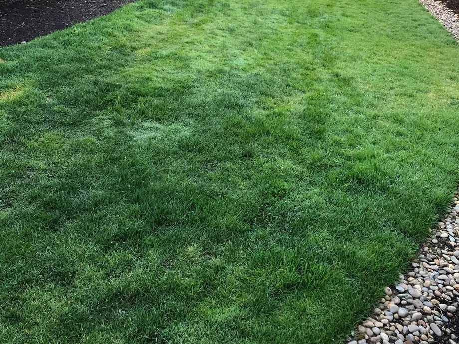 Landscape maintenance: a freshly mowed lawn with mowing stripes curving along a river rock border