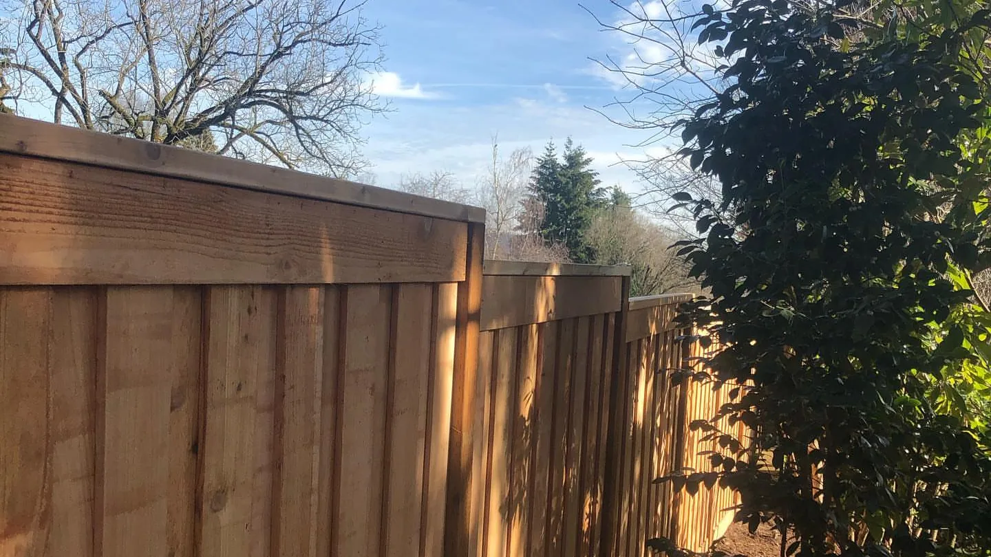 Wood fence: a tall new cedar privacy fence beside an evergreen shrub