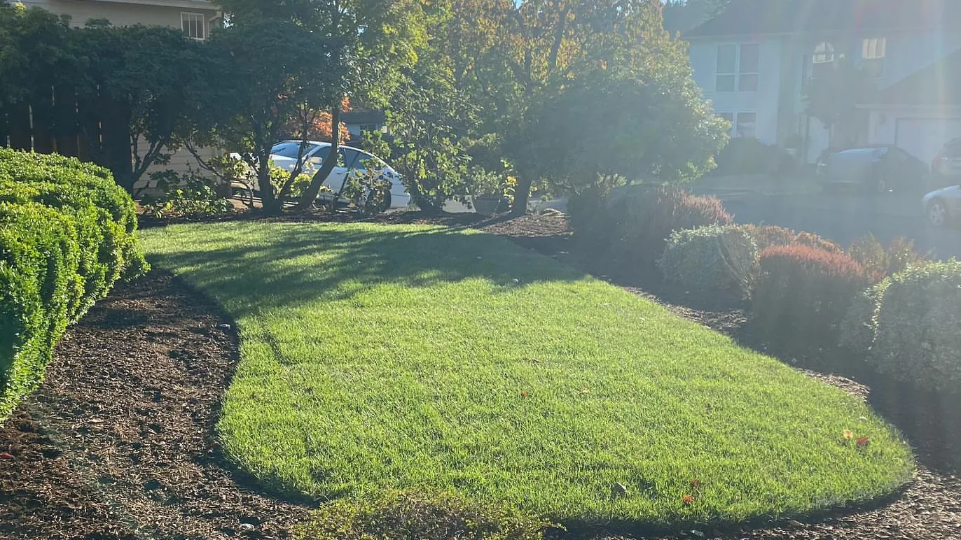 Landscape installation: a front yard with a new lawn, fresh bark beds and trimmed shrubs