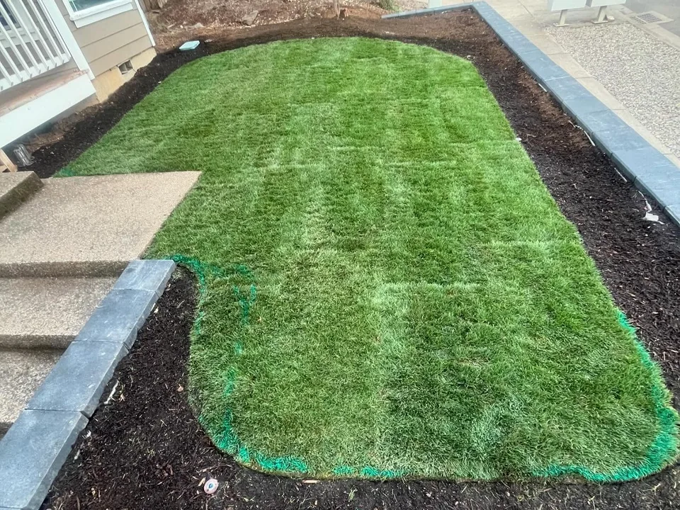Sod installation: a fresh sod lawn with seams and netting edges still visible, framed by block edging and bark
