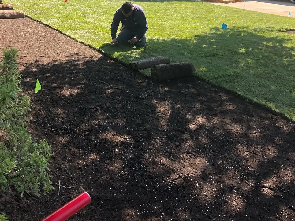 Sod installation: laying rolls of new sod over graded, prepared soil