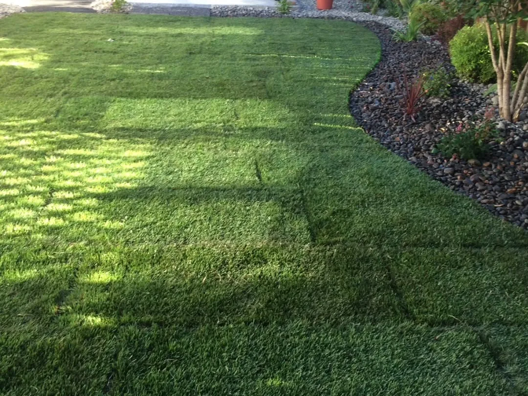 Sod installation: a new sod lawn with seams still showing beside a river rock bed